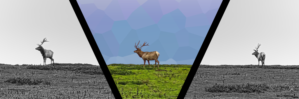 Three elk top a grassy ridge. They are evenly spaced, the one in the middle centered in a bold V shape. Within the V, the sky is crystalized into abstract shades that fade from blue at the horizon to almost pink against the upper edge of the frame.